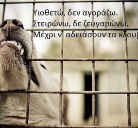 3.000 αδέσποτα σκυλάκια μόνο στο Ηράκλειο Κρήτης! - Κυρίως Φωτογραφία - Gallery - Video