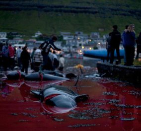 Η σφαγή των φαλαινών στα νησιά Φερόε από τον φακό του φωτογράφου Benjamin Rasmussen-Κόκκινη βάφτηκε η θάλασσα (φωτό)   - Κυρίως Φωτογραφία - Gallery - Video