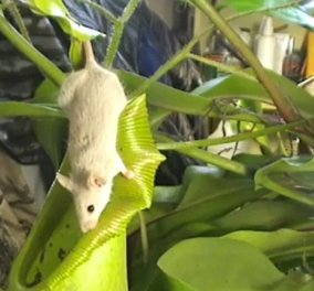 Nepenthes spathulata - Το φυτό... δολοφόνος που τρώει και χωνεύει ποντίκια και αρουραίους! Δείτε πως παγιδεύει ένα ποντίκι! (βίντεο) - Κυρίως Φωτογραφία - Gallery - Video