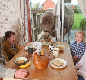 Απίστευτο: Απολαμβάνουν το πρωινό γεύμα μαζί με την αγαπημένη τους καμήλα! (φωτό)