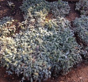 Μόνο στο Eirinika.gr-Eίδαμε από κοντά πως φυτρώνει ο Σιδερίτης το βότανο των Θεών του Ολύμπου ''εχθρός'' του Αλτσχάιμερ-Το ταπεινό τσάι του βουνού πιο ισχυρό αντιοξειδωτικό και από το πράσινο! (φωτό) - Κυρίως Φωτογραφία - Gallery - Video