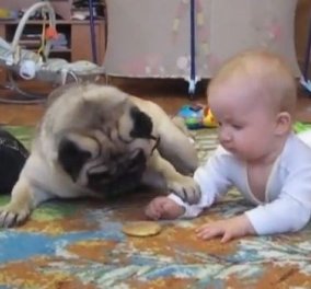 Απίθανο βίντεο: δείτε τη «μάχη» που δίνει ένα μωράκι κι ένας σκύλος για... ένα μπισκότο (βίντεο)