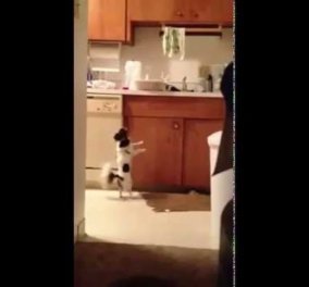 Xαχαχα - Έτοιμος για το Dancing αυτός ο μικροκαμωμένος σκύλος! (βίντεο) - Κυρίως Φωτογραφία - Gallery - Video