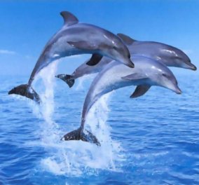 Ένα μοναδικό βίντεο που θα σας φτιάξει τη διάθεση! Ένα κοπάδι από δελφίνια «έσκασε μύτη» στο Κρυονέρι και ο φακός απαθανάτισε τα παιχνίδια τους! (βίντεο)