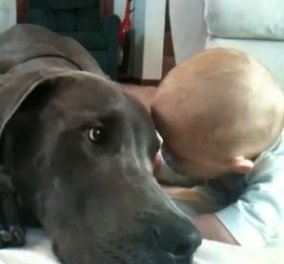 Το βίντεο της ημέρας: Ένας τεράστιος σκύλος αγκαλιάζεται με ένα μωράκι! - Κυρίως Φωτογραφία - Gallery - Video