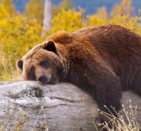 Η «πολική δίνη» με τους πολλούς «μείον» στην Αμερική ξύπνησε αρκούδες στη... Σκανδιναβία!