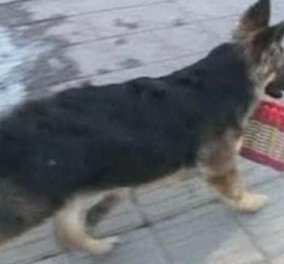 Απίστευτο βίντεο! Σκύλος πάει μόνος του για ψώνια βοηθώντας το αφεντικό του, αποδεικνύοντας πως πράγματι είναι ο καλύτερός φίλος του ανθρώπου!