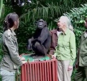 Πόσο συγκινητικό: Απίστευτη χειρονομία ενός θηλυκού χιμπατζή για να ευχαριστήσει τη γυναίκα που την έσωσε-Δείτε το βίντεο για να  καταλάβετε το μεγαλείο του ζωικού βασιλείου - Κυρίως Φωτογραφία - Gallery - Video
