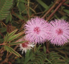 Mimosa pudica: Μιμόζα η αισχυντηλή η ντροπαλή δηλαδή: Το «έξυπνο» φυτό που μαθαίνει και θυμάται!‏  - Κυρίως Φωτογραφία - Gallery - Video