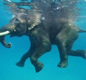 Εκπληκτική φωτό - Έχετε δει ελέφαντα μα τι ελέφαντα να κολυμπάει; Ιδού! (φωτό) - Κυρίως Φωτογραφία - Gallery - Video