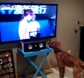 Απίθανος σκύλος παρακολουθεί τένις στην τηλεόραση και το... διασκεδάζει! (βίντεο) - Κυρίως Φωτογραφία - Gallery - Video