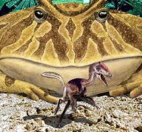 Αυτός είναι ο πιο τρομακτικός βάτραχος στον κόσμο ή διαβολοβάτραχος με πανοπλία ακόμη και κατά των δεινοσαύρων! (φωτό) - Κυρίως Φωτογραφία - Gallery - Video