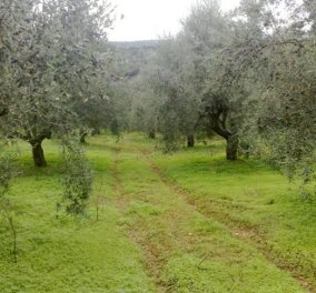 Μεσσηνία: Πρώτη στο λάδι! 38% της συνολικής παραγωγής στην χώρα - Κυρίως Φωτογραφία - Gallery - Video