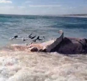 H φoνική επίθεση καρχαριών σε φάλαινα που κάνει τον γύρο του κόσμου - Συγκλονιστικό βίντεο! - Κυρίως Φωτογραφία - Gallery - Video