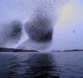 Εκπληκτικό βίντεο - Το πιο εντυπωσιακό θέαμα που έχετε δει ποτέ με χιλιάδες ψαρόνια να... χορεύουν στον γαλάζιο ουρανό! (βίντεο)   - Κυρίως Φωτογραφία - Gallery - Video