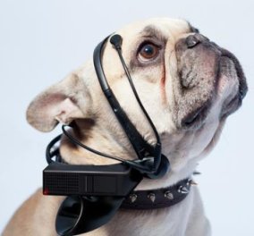 No More Woof: H νέα συσκευή που μπορεί να διαβάσει τη σκέψη του σκύλου σας! (βίντεο)‏  - Κυρίως Φωτογραφία - Gallery - Video