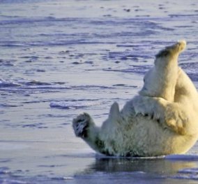 Smile: Δείτε την πολική αρκούδα που κάνει… στρέτσινγκ στα χιόνια για να μην πιαστεί! (φωτό) - Κυρίως Φωτογραφία - Gallery - Video