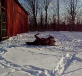 Πάμε να παίξουμε στα χιόνια; Ζωηρά άλογα παίζουν χιονοπόλεμο και... καθαρίζουν τα αυτοκίνητα από το... χιόνι!!! (βίντεο) - Κυρίως Φωτογραφία - Gallery - Video