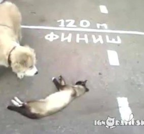 Χαχαχα - Τον ψόφιο... κοριό παριστάνει γάτα για να γλυτώσει από τον σκύλο! (βίντεο) - Κυρίως Φωτογραφία - Gallery - Video