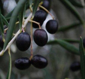 30 Γερμανοί επιστήμονες μαζεύουν... ελιές στην Κρήτη - Κυρίως Φωτογραφία - Gallery - Video