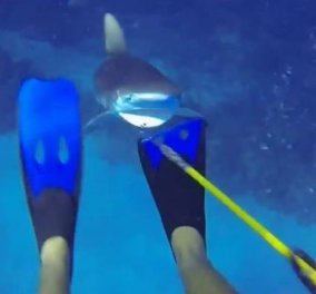 Εφιάλτης στον βυθό για δύτη που γλίτωσε από τα σαγόνια καρχαρία χάρη στο καμάκι του (βίντεο) - Κυρίως Φωτογραφία - Gallery - Video