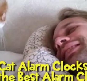 Μην ψάχνετε άδικα για ξυπνητήρια: Δείτε αυτές τις απίθανες γάτες που παίζουν άριστα το ρόλο αυτό και δεν αφήνουν τους ιδιοκτήτες τους να τους πάρει ο ύπνος! (βίντεο) - Κυρίως Φωτογραφία - Gallery - Video