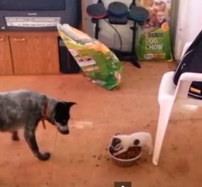 Δαυίδ εναντίον Γολιάθ σε...σκύλους έχετε δει; Ιδού λοιπόν πως το μικρό κουτάβι υπερασπίζεται το φαγητό του από έναν μεγαλύτερο σκύλο! (βίντεο) - Κυρίως Φωτογραφία - Gallery - Video