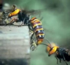 Και τώρα ένα βίντεο που όμοιό του δεν έχετε ξαναδεί! Η φρικαλεότητα και η ωμή βία της φύσης σε όλο της το μεγαλείο... 30 σφήκες κατασπαράζουν, σκοτώνουν και αποκεφαλίζουν... 30.000 μέλισσες!  - Κυρίως Φωτογραφία - Gallery - Video