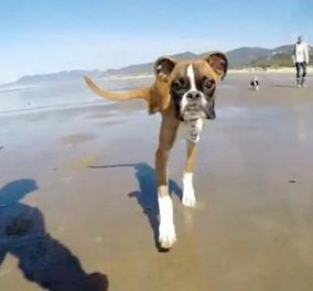 Το συγκινητικό βίντεο που έχει 2,5 εκατομμύρια views ως τώρα: Αυτός ο σκύλος γεννήθηκε με δύο μόνο πόδια, αλλά τρέχει και χαίρεται τη ζωή χωρίς να το βάζει κάτω!  - Κυρίως Φωτογραφία - Gallery - Video