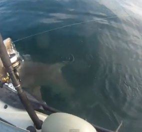 Απίστευτο βίντεο - Ψαράς πάνω σε καγιάκ δέχεται επίθεση από πεινασμένο καρχαρία - Μην τύχει σε κανέναν! - Κυρίως Φωτογραφία - Gallery - Video