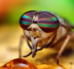 Οι μύγες πετάνε όπως τα τζετ: κάνουν μανούβρες αντάξιες πιλότων μαχητικών-το επιβεβαιώνουν αμερικανοί επιστήμονες - Κυρίως Φωτογραφία - Gallery - Video