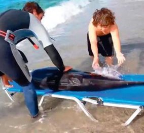 Καρέ - καρέ η εντυπωσιακή διάσωση δελφινιού στην Κρήτη - εκβράστηκε σε παραλία του Ρεθύμνου! (βίντεο) - Κυρίως Φωτογραφία - Gallery - Video