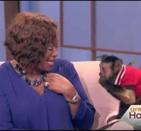 Χαχαχα - Την πάτησε η Deborah Duncan παρουσιάστρια του ''Great Day Houston'' από τον Γουίλσον μια χαριτωμένη μαϊμού! Την... χτύπησε για να πάρει το φαγητό του! (βίντεο) - Κυρίως Φωτογραφία - Gallery - Video