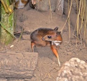 Ένα ελάφι μεγέθους χάμστερ ή σαν ποντίκι μόλις 100 γρ. γεννήθηκε σε ζωολογικό κήπο της Ισπανίας - Σπάνιο είδος υπό εξαφάνιση (φωτό) - Κυρίως Φωτογραφία - Gallery - Video