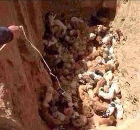 Κτηνωδία στην Κίνα: Έθαψαν ζωντανά πάνω από 100 αδέσποτα κουταβάκια!  - Κυρίως Φωτογραφία - Gallery - Video