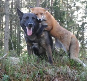 Best story of the day: Μια συναρπαστική αληθινή ιστορία της παράξενης φιλίας μιας αλεπούς και ενός σκύλου - δείτε την ταινία μικρού μήκους - την Κυριακή κυκλοφορεί και το πρώτο βιβλίο! (βίντεο)  - Κυρίως Φωτογραφία - Gallery - Video