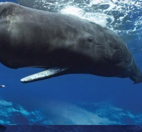 Επιστημονική εξήγηση σε ένα απίστευτο φαινόμενο: Γιατί οι φάλαινες, εκρήγνυνται όταν πεθαίνουν; (βίντεο) - Κυρίως Φωτογραφία - Gallery - Video