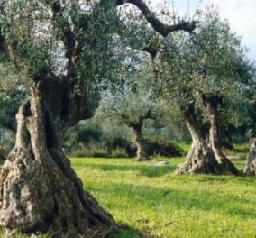 Αποκλειστικό: Κεφαλονιά: Ο πρέσβης Λ. Μηλιαρέσης ειναι ο δημιουργός του Κέντρου Πολιτισμού της Ελιάς & ενός εκπληκτικού ξενώνα - Πώς ο κοσμογυρισμένος Έλληνας έδωσε πνοή στο ελαιοτριβείο του 18ου αιώ. - Κυρίως Φωτογραφία - Gallery - Video