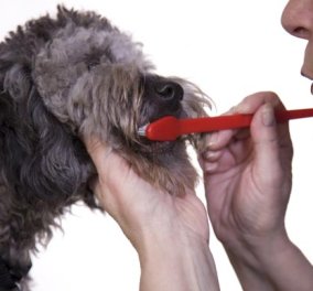 Εσείς ξέρετε πώς να καθαρίζετε  τα δόντια του σκύλου σας; Ιδού μερικές χρήσιμες οδηγίες! - Κυρίως Φωτογραφία - Gallery - Video