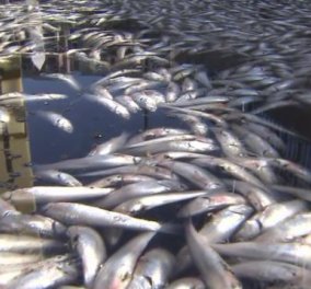 3.200 κιλά νεκρά ψάρια κάλυψαν τη θάλασσα στην Καλιφόρνια! (φωτό & βίντεο) - Κυρίως Φωτογραφία - Gallery - Video