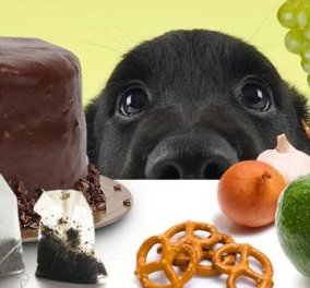 Αυτές είναι οι 12 τροφές που δεν πρέπει να δώσετε ποτέ στο σκύλο σας γιατί μπορεί να τον σκοτώσουν! - Κυρίως Φωτογραφία - Gallery - Video