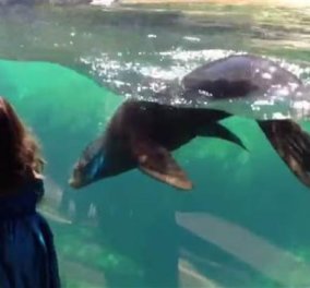 Τι συγκινητικό: Δείτε την αντίδραση αυτού του θαλάσσιου λιονταριού μόλις βλέπει το κοριτσάκι που παίζει μαζί του να σκοντάφτει και να πέφτει (βίντεο) - Κυρίως Φωτογραφία - Gallery - Video