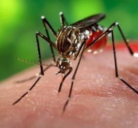Το ξέρατε ότι τα κουνούπια επιλέγουν ποιά άτομα θα τσιμπήσουν; Δείτε τα 5...κριτήρια τους! - Κυρίως Φωτογραφία - Gallery - Video