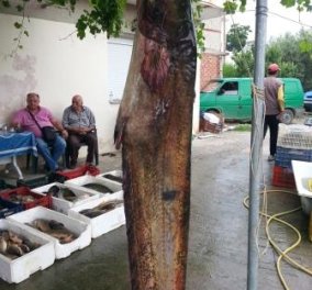Ψάρι-τέρας έπιασαν στη λίμνη Πολυφύτου στην Κοζάνη οι ψαράδες -Ζυγίζει 145 κιλά και έχει μήκος 2,4 μέτρα! (φωτό) - Κυρίως Φωτογραφία - Gallery - Video