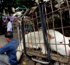 Γιόρτασαν το θερινό ηλιοστάσιο στην Κίνα τρώγοντας.. σκύλους-Προσοχή, σκληρές εικόνες! - Κυρίως Φωτογραφία - Gallery - Video