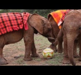 Το Μουντιάλ πάει παντού! Αξιολάτρευτα ελεφαντάκια παίζουν ποδόσφαιρο! (βίντεο)