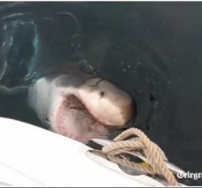 Απίστευτο - Λευκός καρχαρίας επιτίθεται σε σκάφος - Δείτε καρέ καρέ την στιγμή της επίθεσης!