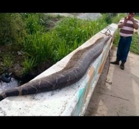 Απίστευτο - Σκότωσαν ανακόντα 7,5 μέτρων στο Μεξικό -  Γιατί η θανάτωση του προκαλεί αντιδράσεις! (βίντεο)  - Κυρίως Φωτογραφία - Gallery - Video
