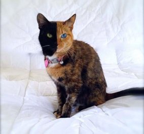 Απίστευτο! Έχετε ξαναδεί γάτα μισή μαύρη, μισή κόκκινη? Μια πανέμορφη γαλανομάτα χωρισμένη στα δυο ακριβώς! (φωτό & βίντεο) - Κυρίως Φωτογραφία - Gallery - Video