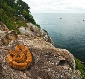 Το πιο δηλητηριώδες φίδι στον πλανήτη ζει σε νησί της Βραζιλίας - Οχιά κιτρινοπράσινη μήκους 1 μέτρου! Μπρρρ! - Κυρίως Φωτογραφία - Gallery - Video